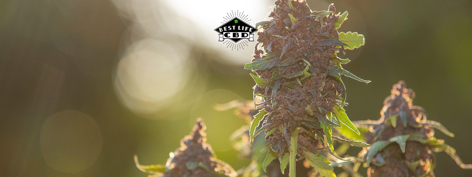 Découvrez nos Fleurs CBD